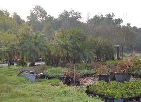 Landscaping Lakeland FL